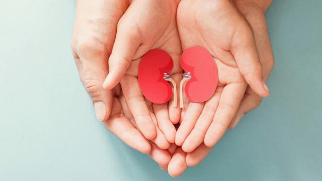 037928700_1596620946-adult-child-holding-kidney-shaped-paper-world-kidney-day-national-organ-donor-day-charity-donation-concept_49149-1199